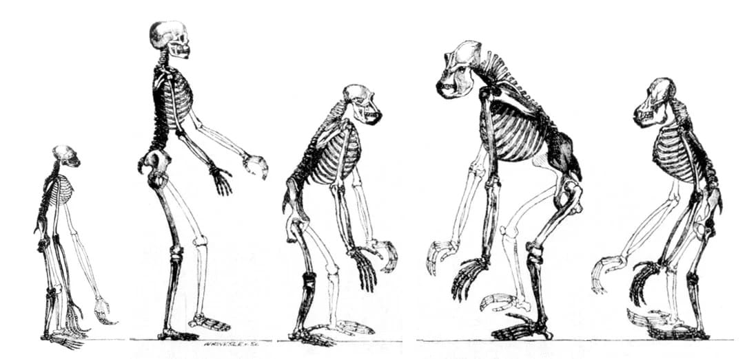 Ape skeletons